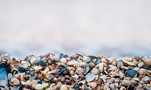 colorful shells