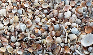 washed shell aggregate up close
