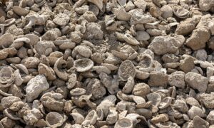 close view of seashell aggregate supply