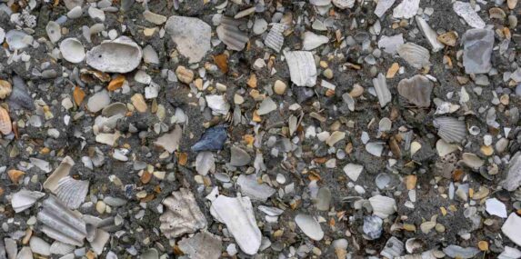 Concrete with seashell aggregate