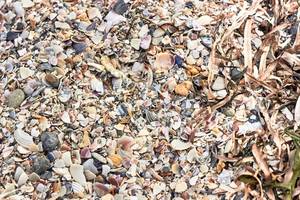 Crushed Sea Shells  AA Will Materials Corporation