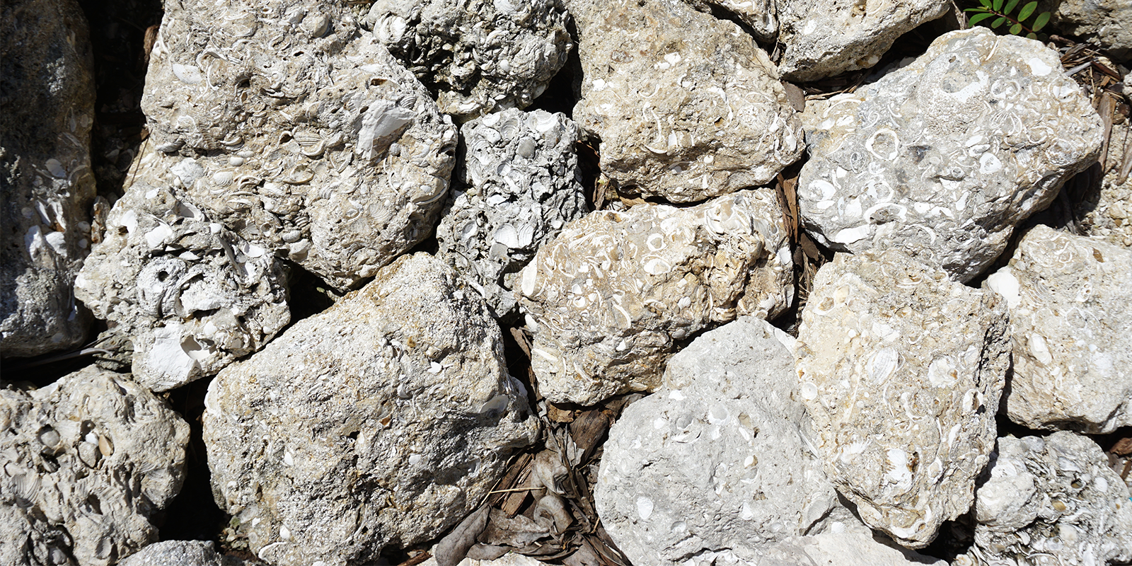 close up of gray aggregate rocks with fossil shell inclusions