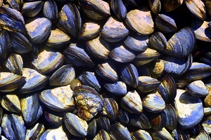 mussel shells
