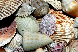 various florida shells
