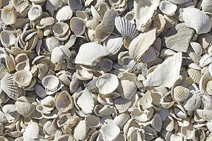 washed shell aggregates