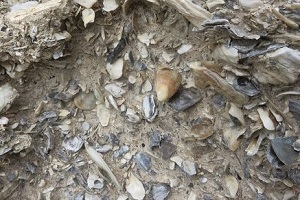 oyster shells in wall