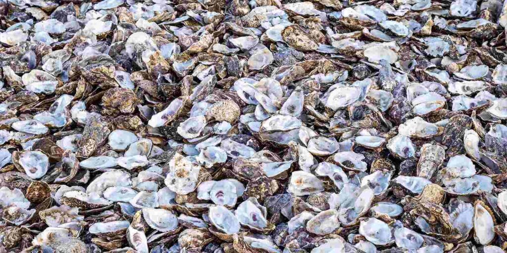 Construction Benefits of Using Oyster Shells Barclay Earth Depot