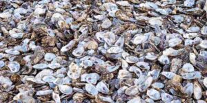 pile of discarded oyster shells close up