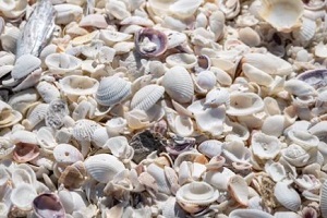 shells placed in ground