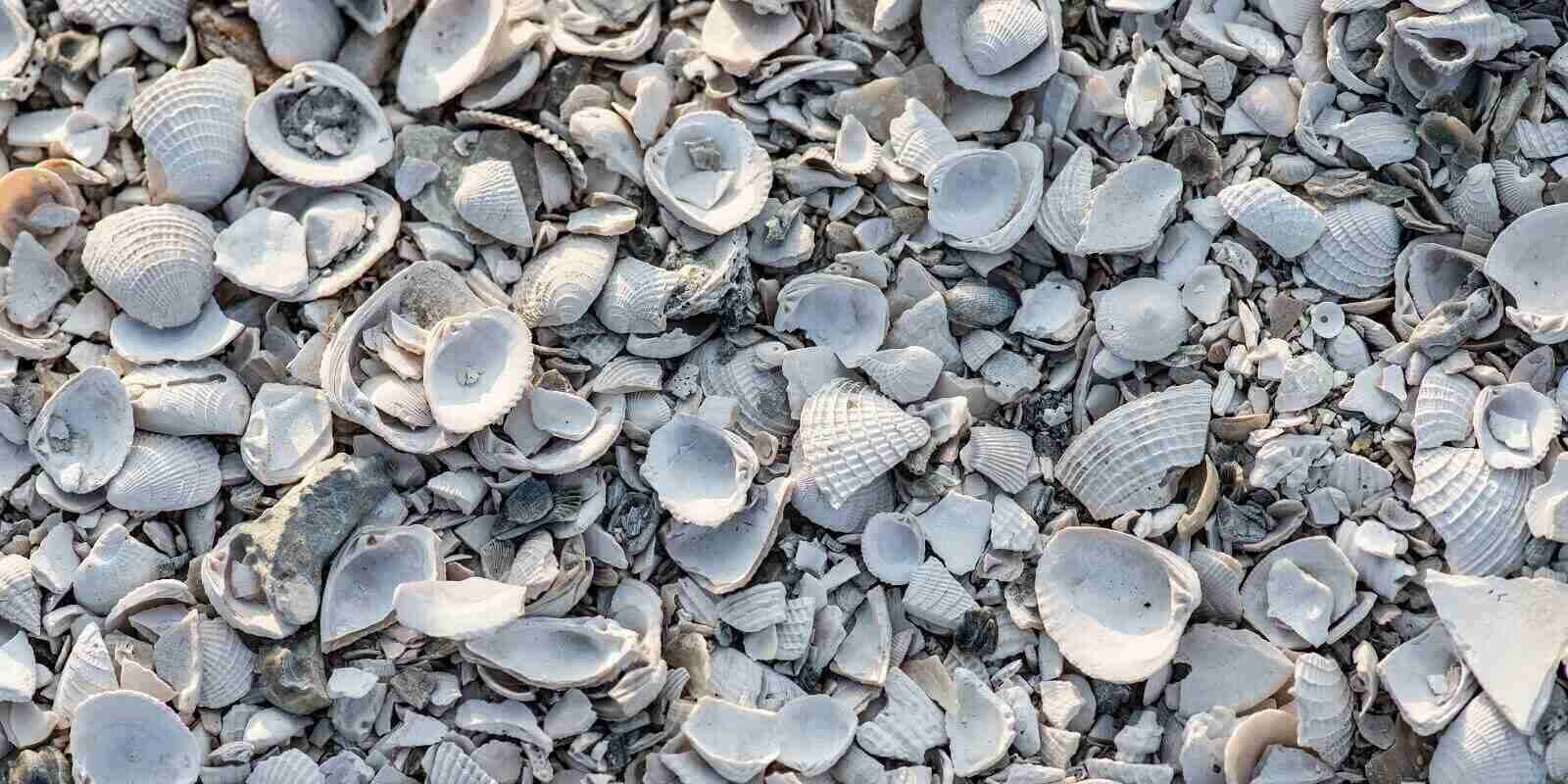 5 Ways To Use Crushed Shells In Landscaping Barclay Earth Depot