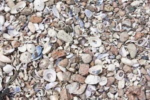 mixed crushed shells