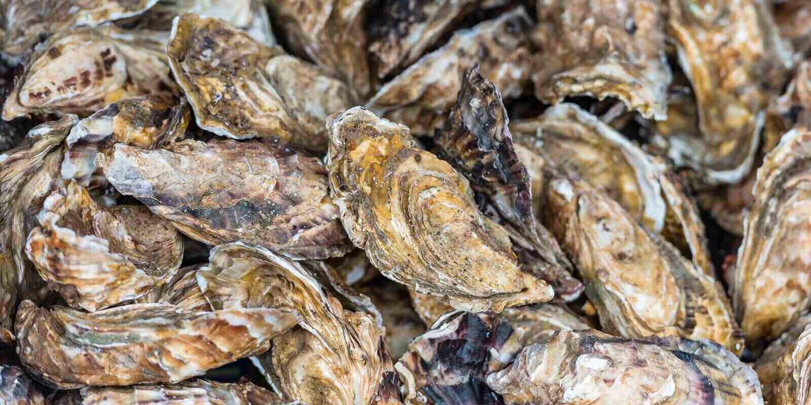 Construction Benefits of Using Oyster Shells Barclay Earth Depot