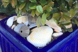 shells used in planters
