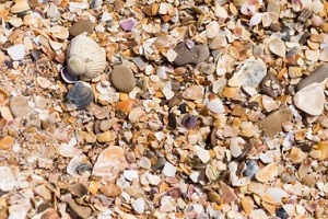 various crushed shells