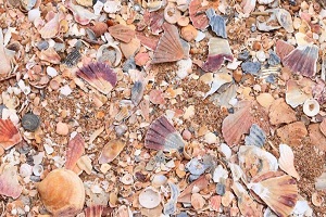 crushed shells