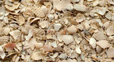 seashells used for feeding chickens