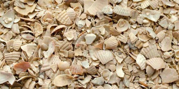 seashells used for feeding chickens