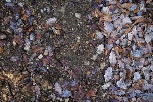 leaves on top soil