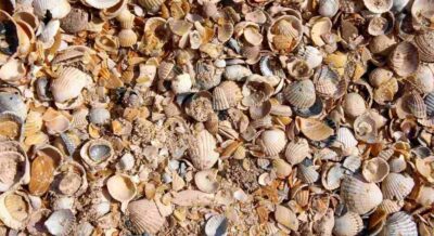 texture of many crushed shells
