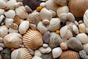 seashells