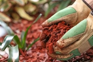 applying mulch soil to the plants