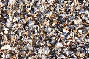 Central Florida crushed shells