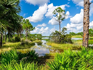 Fort Ogden, FL wetlands