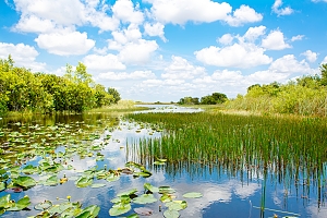 Solana FL wetlands