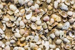 sand and shells