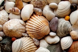 sea shells seashells panorama