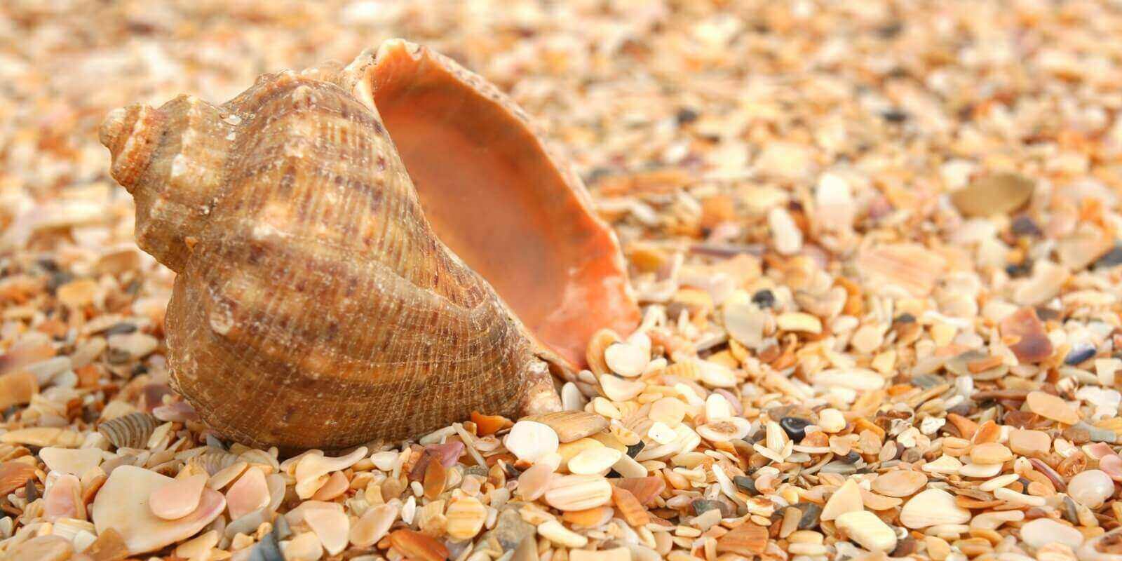 cockleshell on sea sand