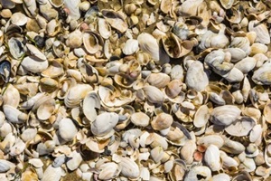 texture of many different shells